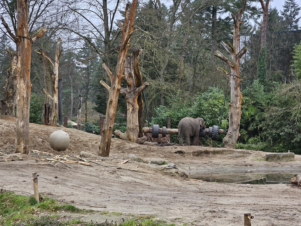 olifant Dierenpark Amersfoort
