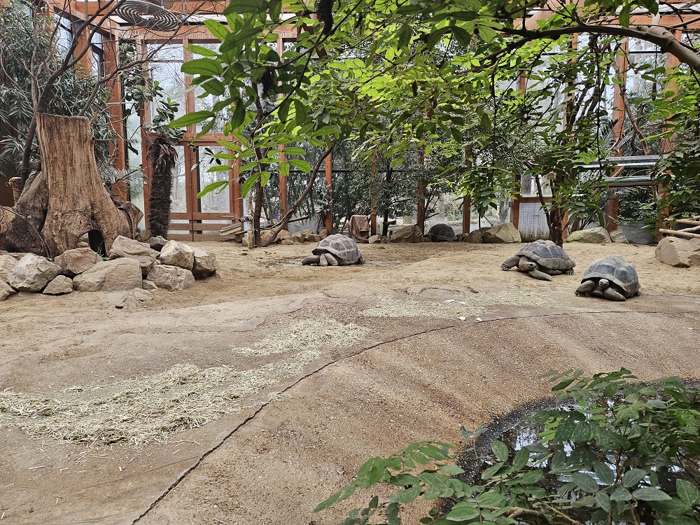 Dierenpark Amersfoort schildpadden
