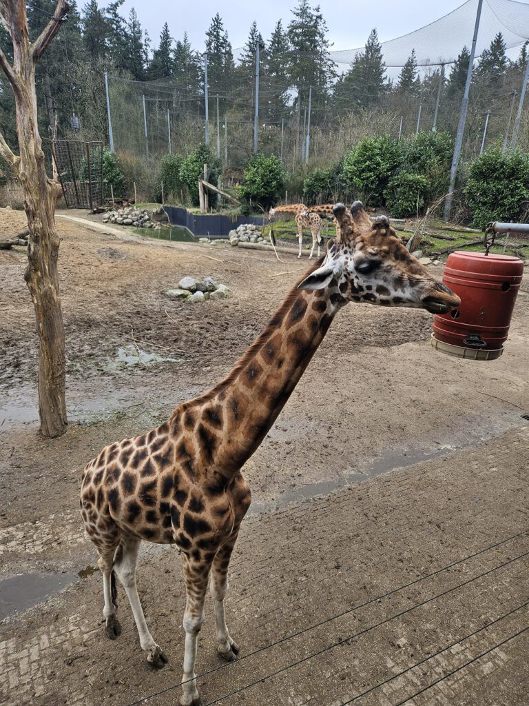 Dierenpark Amersfoort giraf