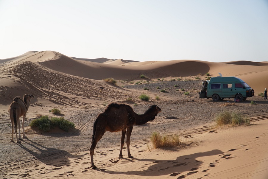 kamelen bij camper