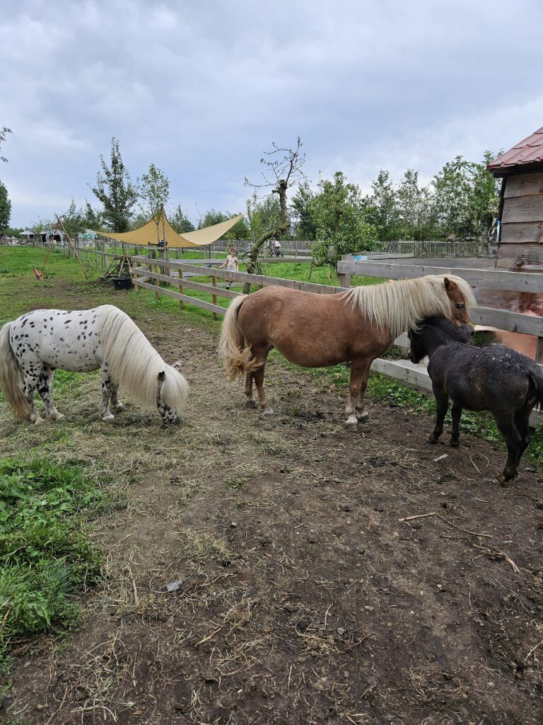 paarden Avonturenboerderij Molenwaard
