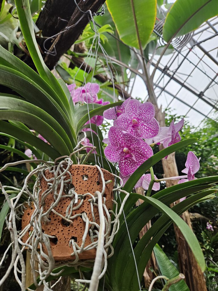 orchidee bij Orchideeën Hoeve