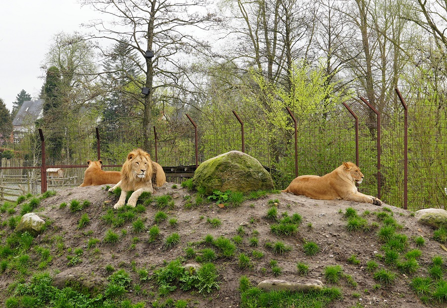 Odense Zoo in Denemarken review