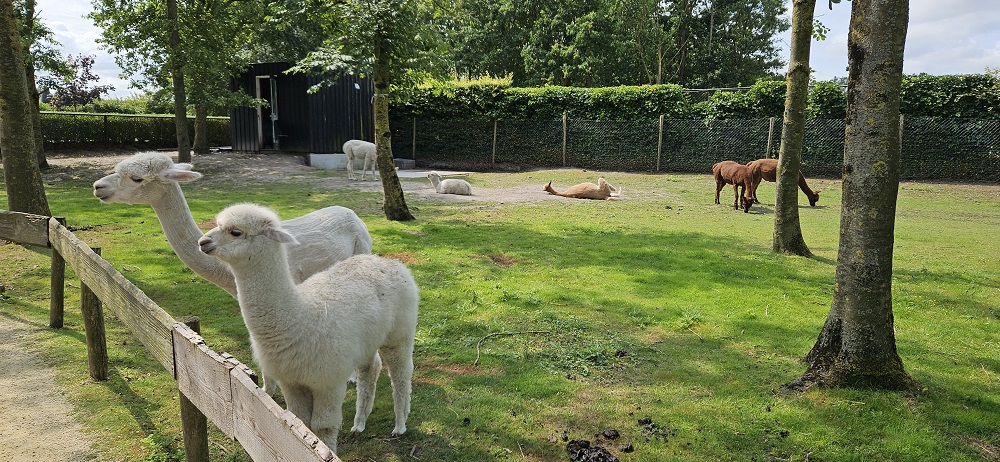 Dierenpark Hoenderdaell review