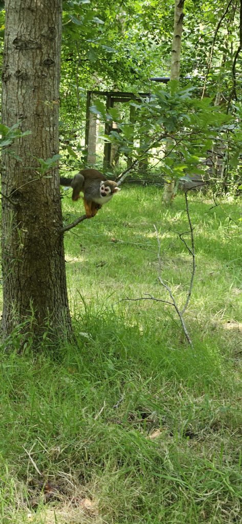 Dierenpark Hoenderdaell review