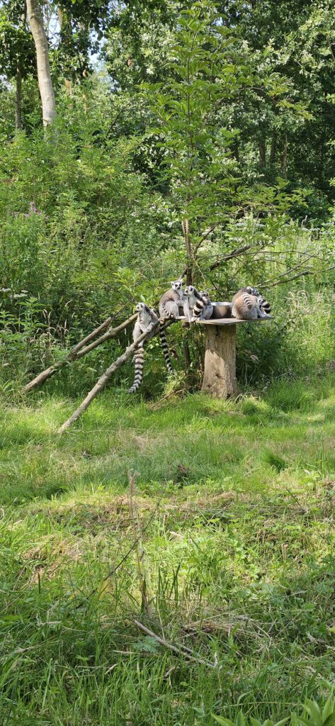 Dierenpark Hoenderdaell review