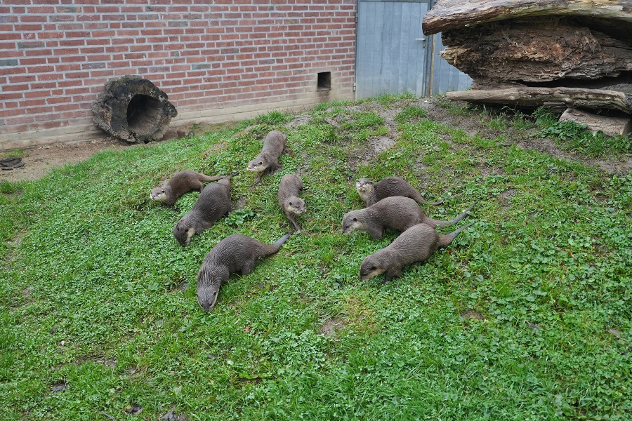 Een unieke rondleiding bij Tiergarten Kleve in Duitsland (review)