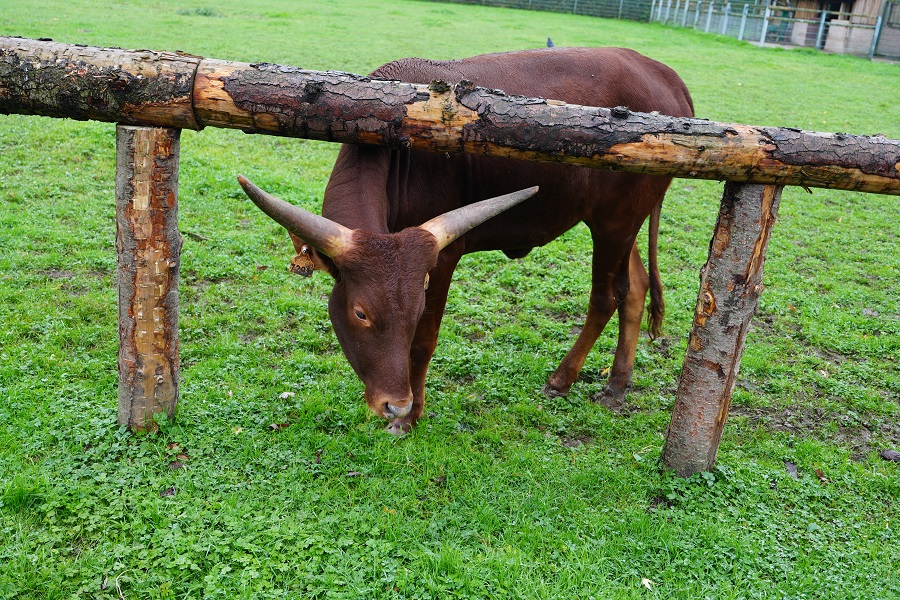 Een unieke rondleiding bij Tiergarten Kleve in Duitsland (review)