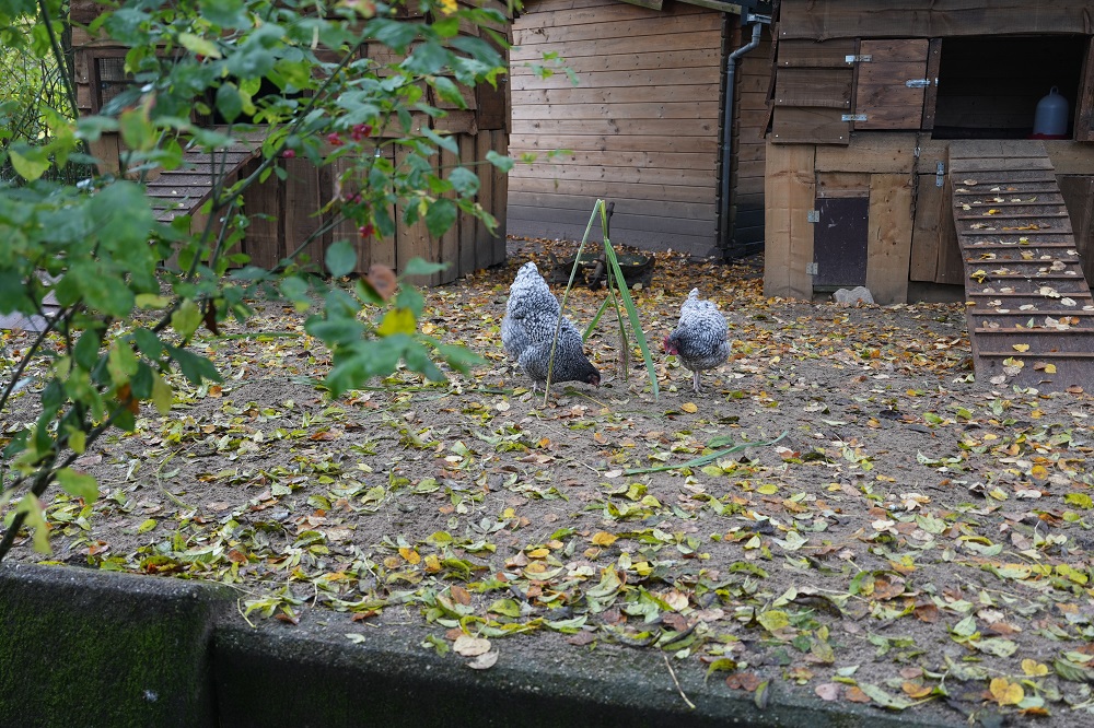 Een unieke rondleiding bij Tiergarten Kleve in Duitsland (review)