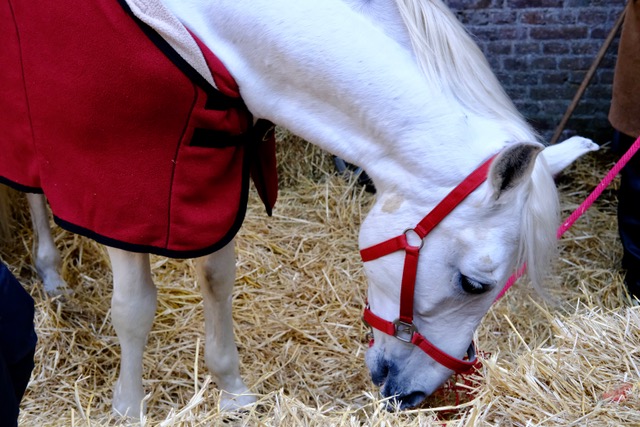 Sinterklaas op het Muiderslot (review)