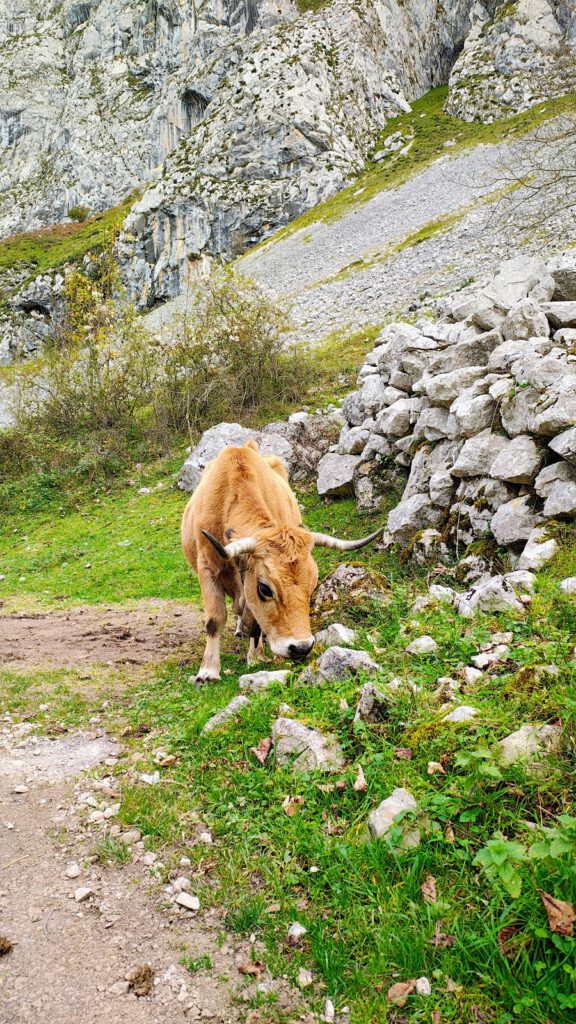 De Picos de Europa in Spanje: onze ervaring & 4 tips!