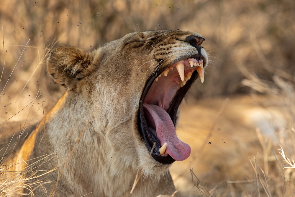 Zuid-Afrika met kinderen : meer dan 11 tips!