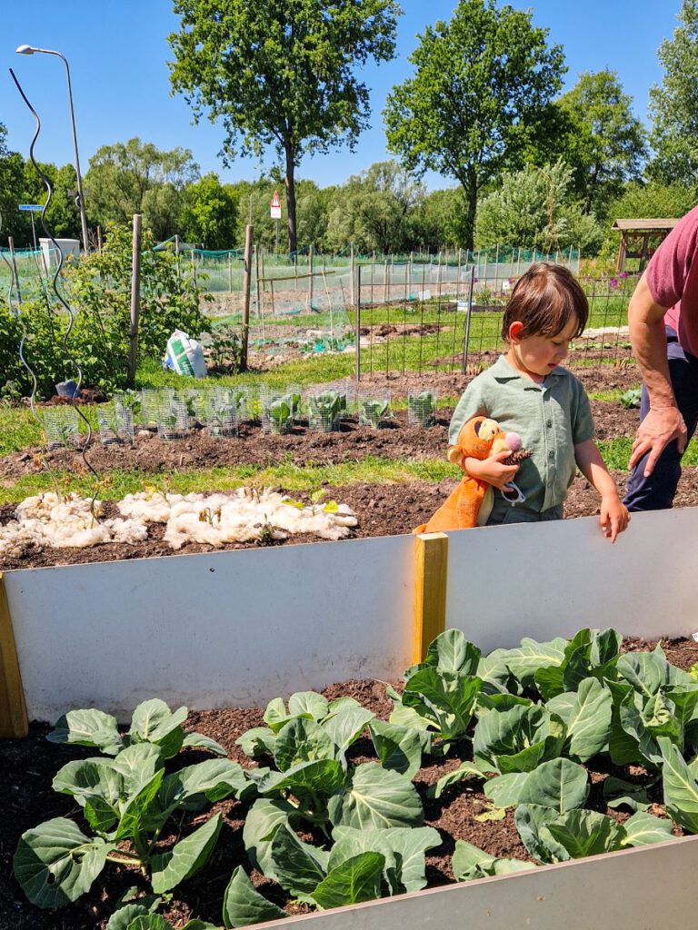 moestuin vinckeboom