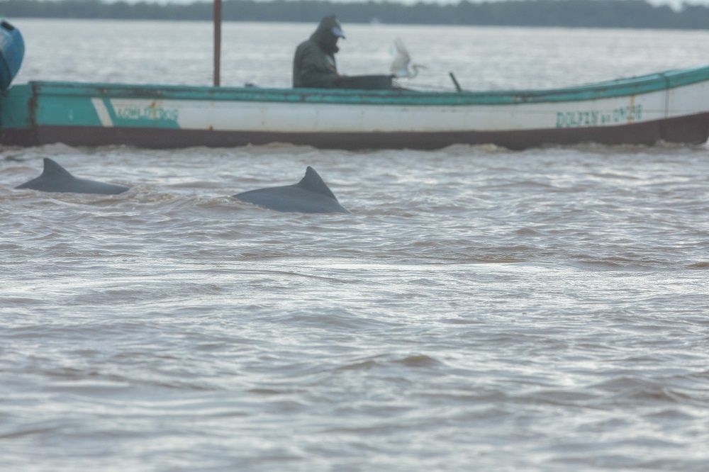 guyanadolfijnen in de Surinamerivier
