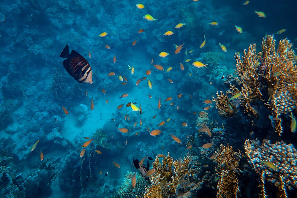 Egypte met kinderen: meer dan 9 tips!