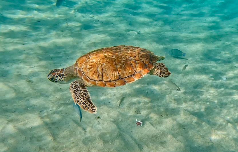 Schildpad Playa Grandi - Curaçao met kinderen : meer dan 19 tips!