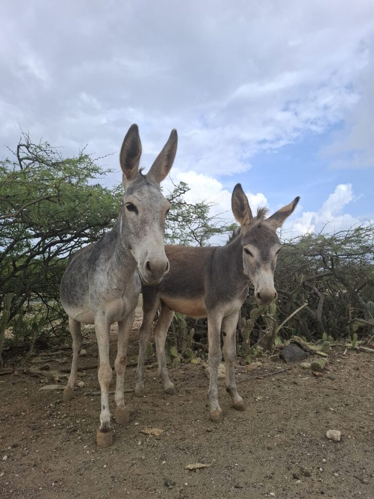 Bonaire met kinderen: 7 tips!