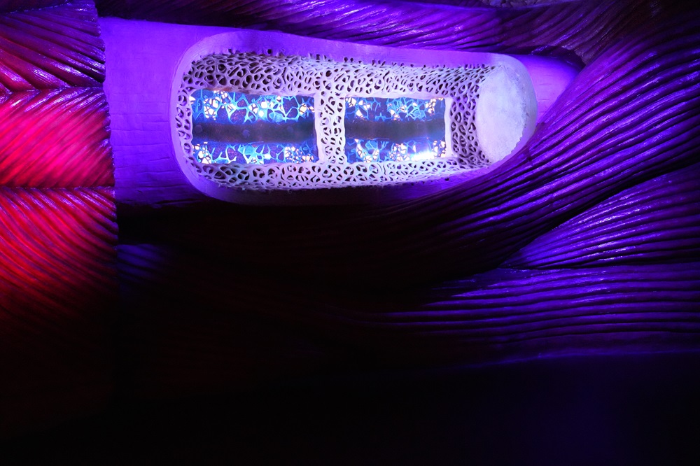 CORPUS Experience - reis door de mens bezoeken met kids (review & fotoverslag)