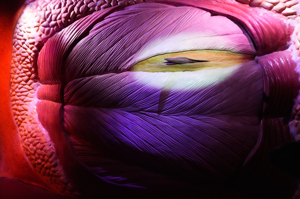 CORPUS Experience - reis door de mens bezoeken met kids (review & fotoverslag)