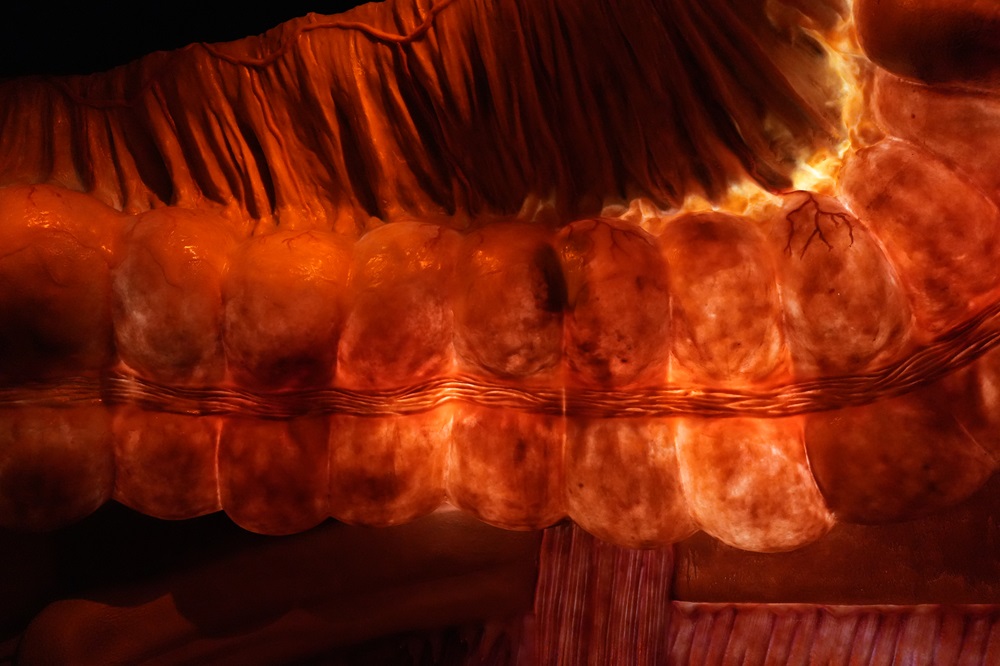 CORPUS Experience - reis door de mens bezoeken met kids (review & fotoverslag)