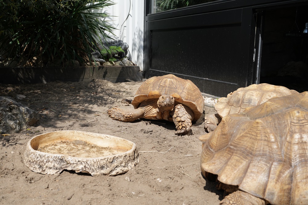 Reptielenhuis De Aarde in Breda bezoeken met kids (review)