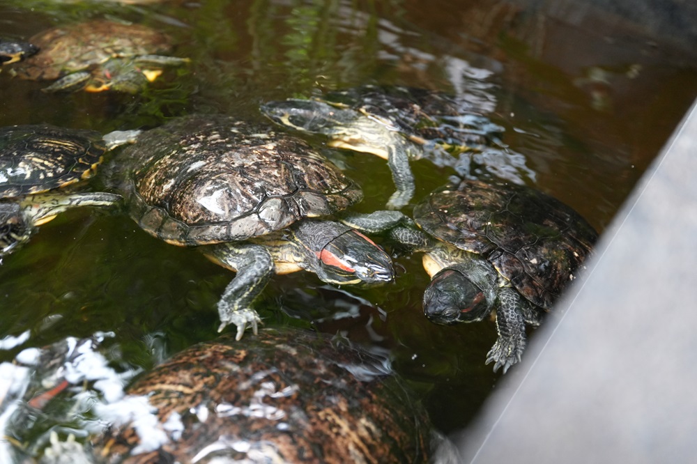 Reptielenhuis De Aarde in Breda bezoeken met kids (review)