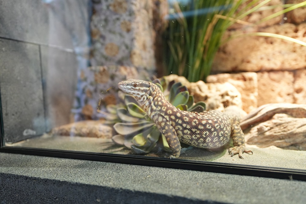 Reptielenhuis De Aarde in Breda bezoeken met kids (review)