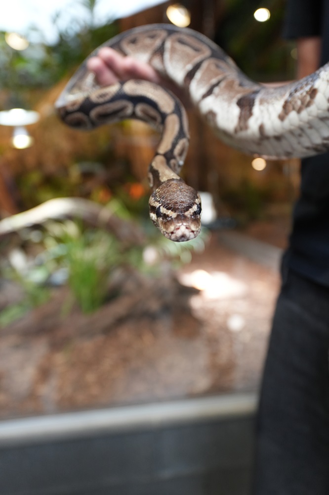 Reptielenhuis De Aarde in Breda bezoeken met kids (review)