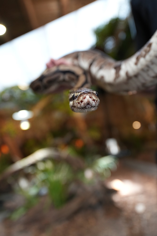 Reptielenhuis De Aarde in Breda bezoeken met kids (review)