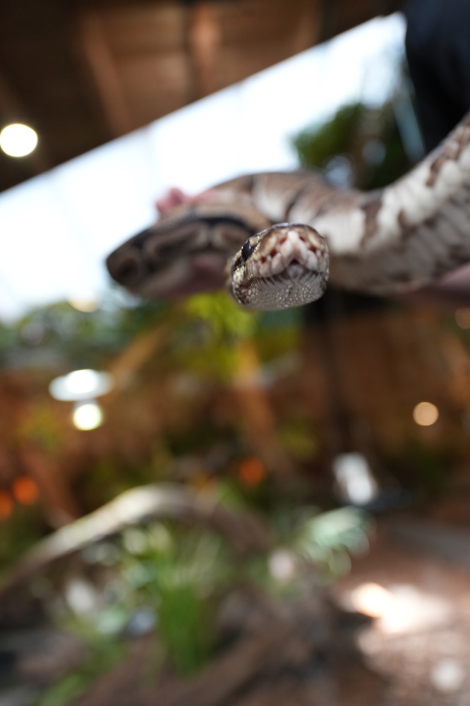 Reptielenhuis De Aarde in Breda bezoeken met kids (review)