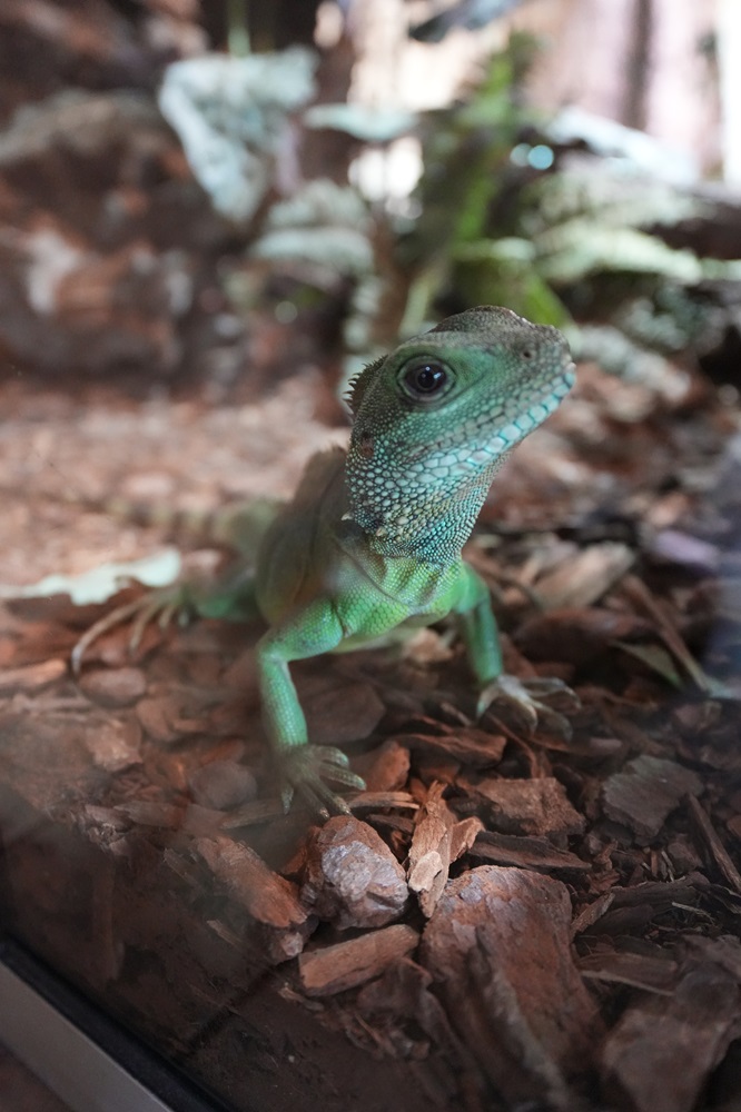 Reptielenhuis De Aarde in Breda bezoeken met kids (review)
