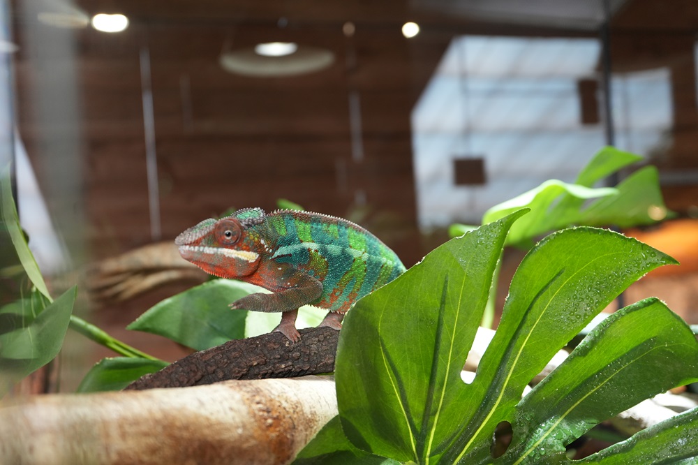Reptielenhuis De Aarde in Breda bezoeken met kids (review)