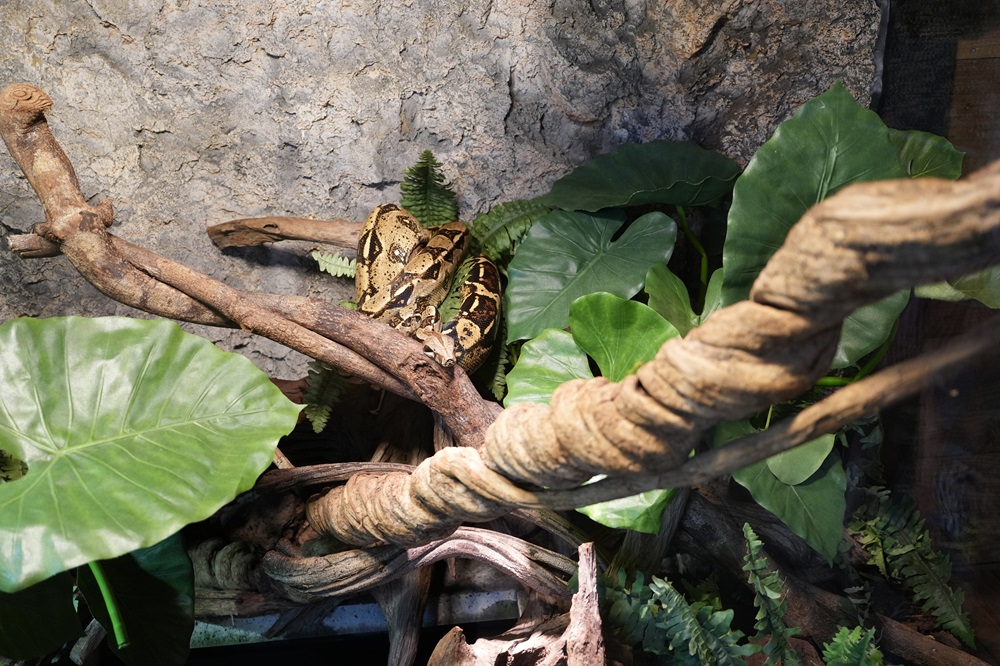 Reptielenhuis De Aarde in Breda bezoeken met kids (review)