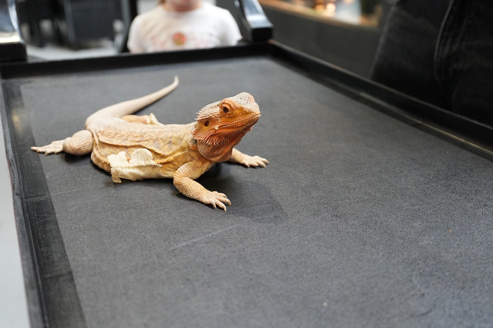 Reptielenhuis De Aarde in Breda bezoeken met kids (review)
