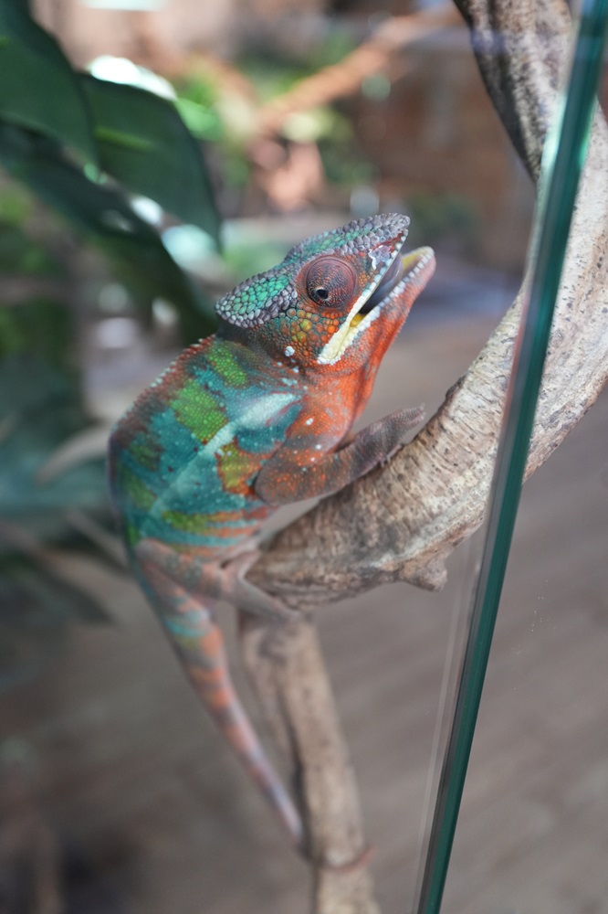 Reptielenhuis De Aarde in Breda bezoeken met kids (review)