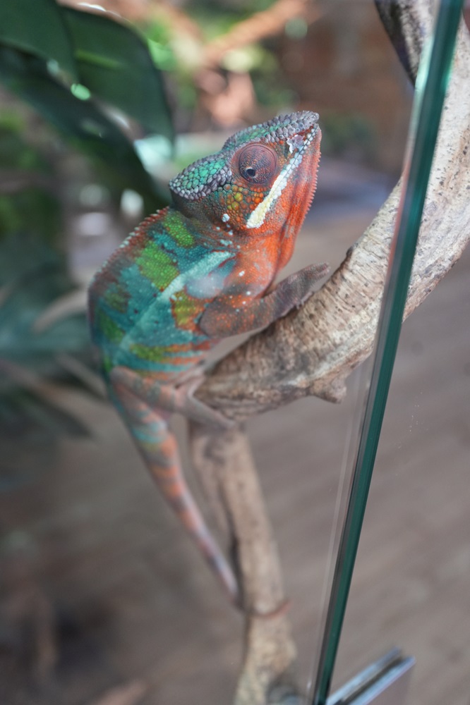 Reptielenhuis De Aarde in Breda bezoeken met kids (review)