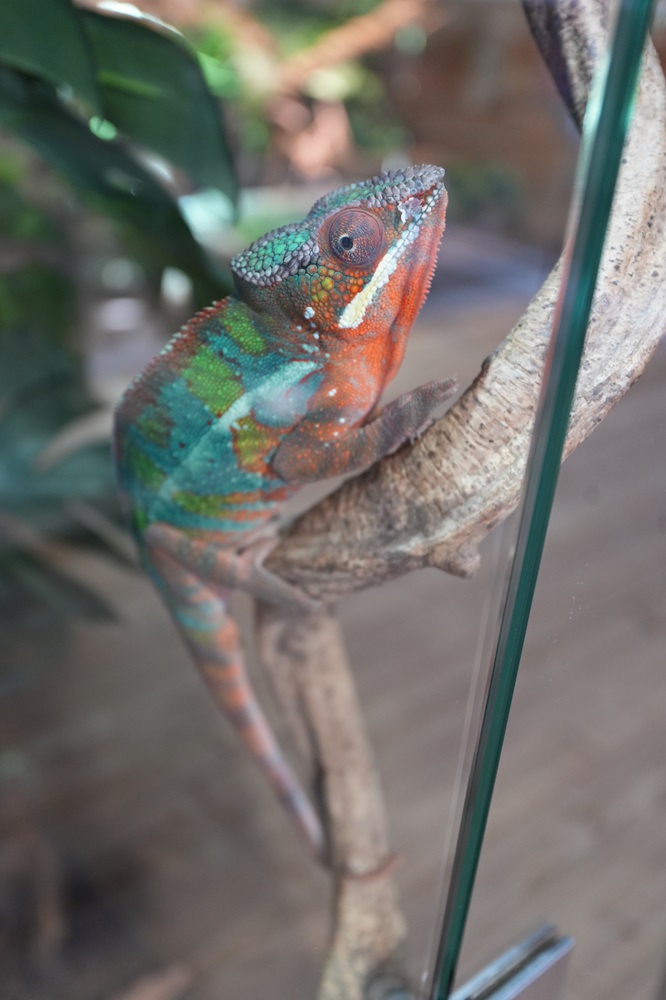 Reptielenhuis De Aarde in Breda bezoeken met kids (review)