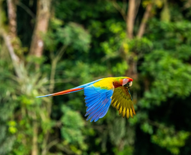 Costa Rica kan het gezinsavontuur zijn waar je naar zoekt