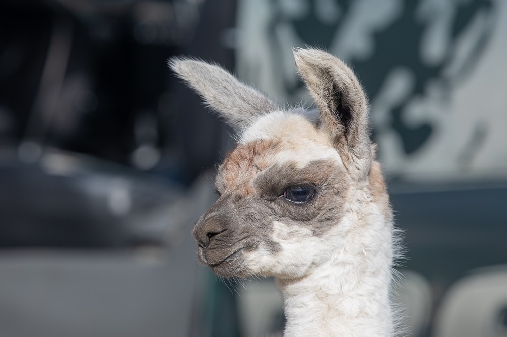 Peru met kinderen