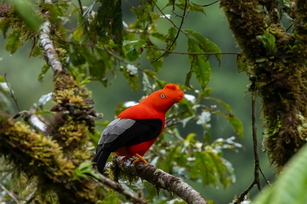 Peru met kinderen