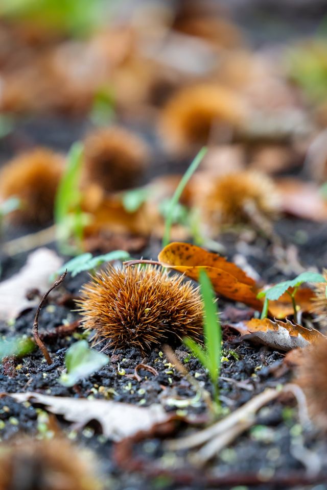 25 ideeën die je met herfst natuurmaterialen kunt maken