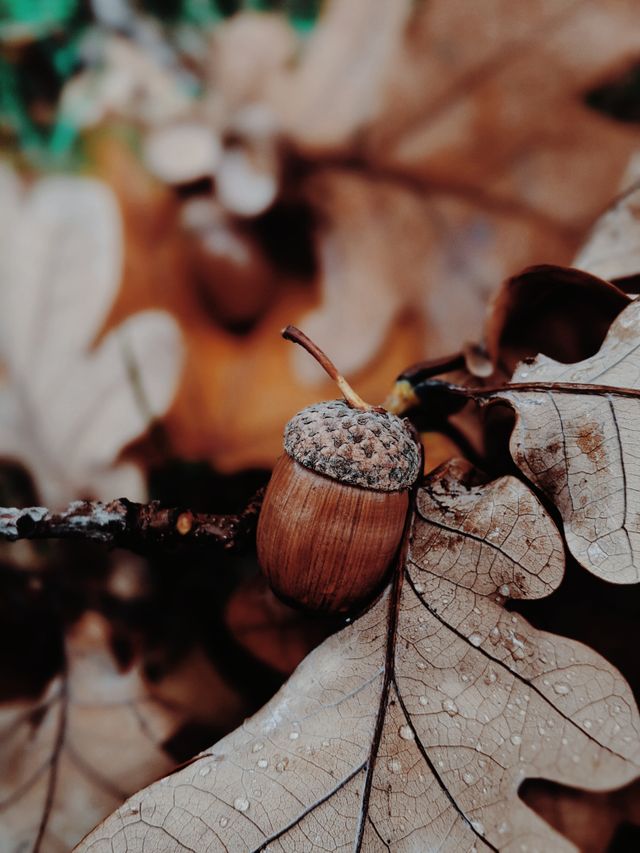 25 ideeën die je met herfst natuurmaterialen kunt maken